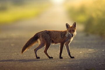 Fuchs im Morgenlicht auf der Jagd