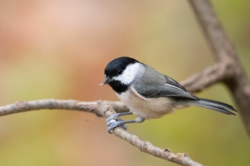 Closeup of a Carolina chickadee (Poecile carolinensis) perched on a branch on blurred background