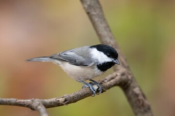 Closeup of a Carolina chickadee (Poecile carolinensis) perched on a branch on blurred background