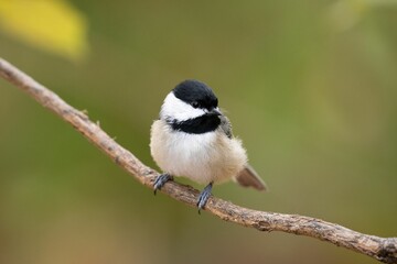 Obraz premium Closeup of Carolina chickadee, Poecile carolinensis perched on a branch.