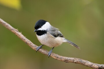 Fototapeta premium Closeup of a Carolina chickadee (Poecile carolinensis) perched on a branch on blurred background