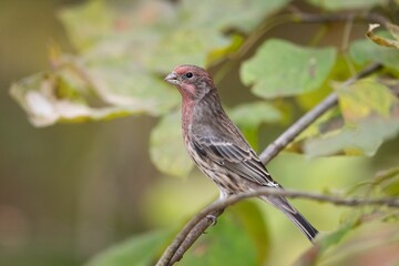 Closeup of a house finch, Haemorhous mexicanus perched on a branch.