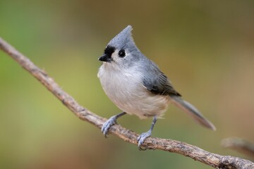 Fototapeta premium Closeup of a tufted titmouse, Baeolophus bicolor perched on a branch.