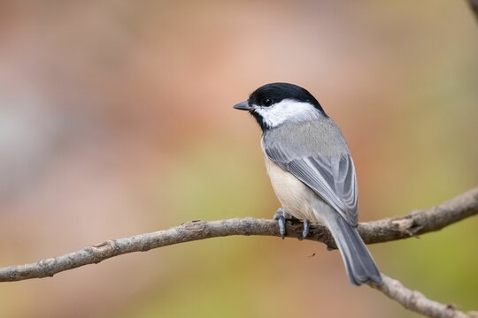 Closeup of a Carolina chickadee (Poecile carolinensis) perched on a branch on blurred background