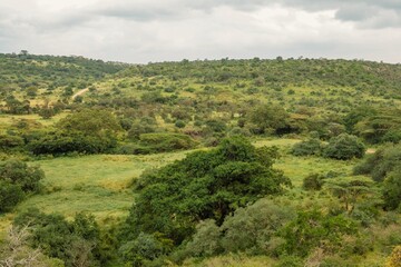 Fototapeta na wymiar Savannah grassland landscapes amidst trees in Nairobi National Park,Kenya