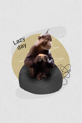 Vertical collage artwork image of wild animal sitting soft pouf relax rest enjoy lazy day isolated...