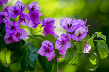 Bougainvillier à feuilles mauves
