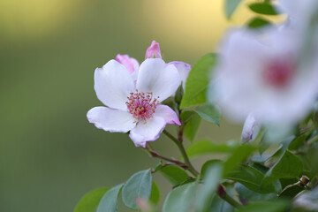 Gros plan sur une églantine