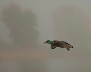 Duck flying in sky during sunset