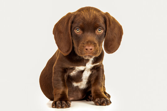 Cute puppy dog brown