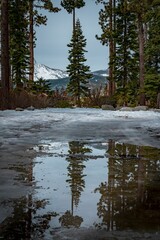 Vertical shot of trees in forest reflected on potholes with melted ice
