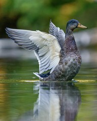 Mallard bird spreading its wings on a lake in the blurry background