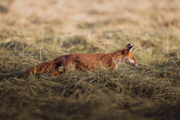 Fuchs im Morgenlicht auf der Jagd