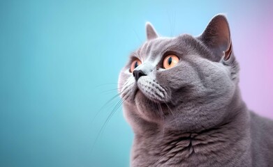 Charming British Shorthair Cat against a bright pastel background. Generative AI.