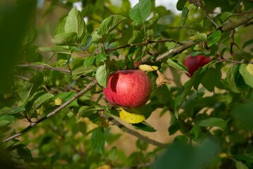 Closeup shot of an apple tree (Malus domestica)
