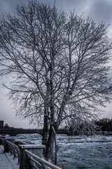 Fototapeta na wymiar Vertical shot of a tree in a snowy field