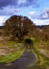 Vertical shot of a road surrounded by trees in Mount Hood, Oregon
