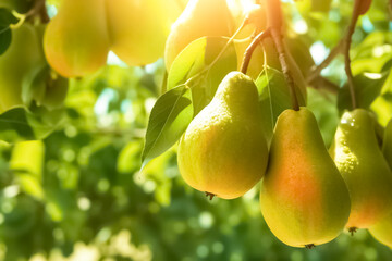 Ripe pears on a branch. Tree leaves and fruit. Sunlight through branches.

