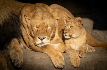 Obraz na płótnie Canvas Closeup shot of a Barbary lioness sleeping next to its cub on a big rock