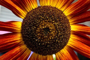 Macro of a sunflower in bloom detail