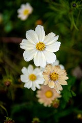 Over the head closeup shot of white daisies with a selective focus in the background of its leaves