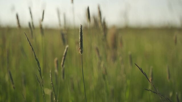 Closeup footage of wheat in a grassland during sunset