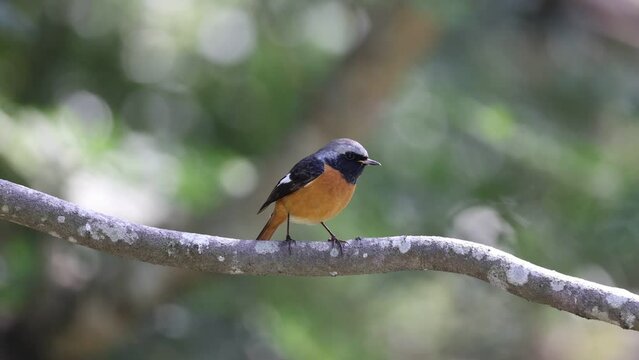 Close-up shot of a common redstart sitting on a branch with a blurred background