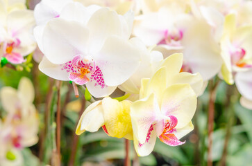 Fototapeta na wymiar The White orchids, Dendrobium, in full bloom, in soft color and soft blurred style in the garden.