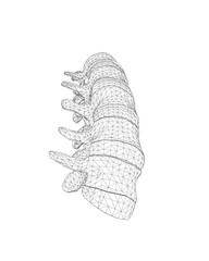 Vector illustration spine diagnostic symbol, design, sign. Vector icon. Line design. Spine bones and structure. Medicine and anatomy. Anatomical wireframe structure of man. Concept illustration..