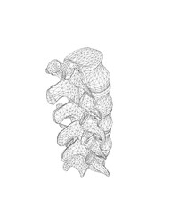 Vector illustration spine diagnostic symbol, design, sign. Vector icon. Line design. Spine bones and structure. Medicine and anatomy. Anatomical wireframe structure of man. Concept illustration..