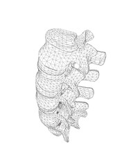 Vector illustration spine diagnostic symbol, design, sign. Vector icon. Line design. Spine bones and structure. Medicine and anatomy. Anatomical wireframe structure of man. Concept illustration..