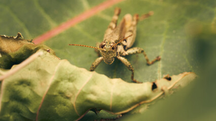 A brown grasshopper standing on a green leaf