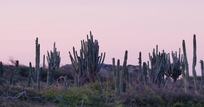 Field full of big cactuses in Willemstad, Curacao at sunset