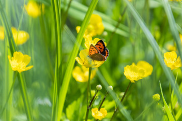 Small copper butterfly on meadow buttercup blossom with blurred bokeh background 