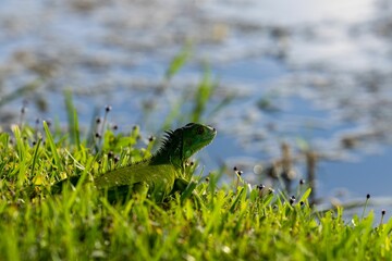 Selective focus shot of a Green iguana on the grass