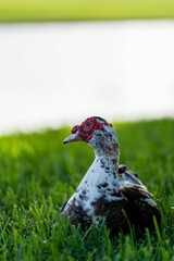 Selective focus shot of a Muscovy duck on the grass