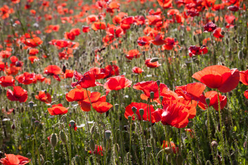 Red poppies field . Nature texture, grazing backlight