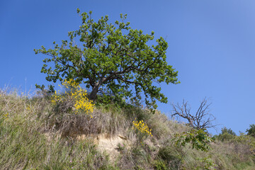 Oak green tree on a rock, with yellow broom flower below