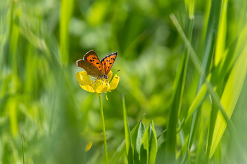 Small copper butterfly on meadow buttercup blossom with blurred bokeh background 