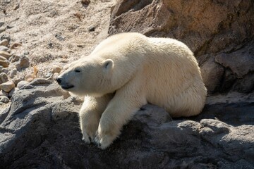 Cute Polar bear sitting on stone rocks with sunlight in the park