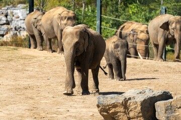 Baby elephants with others in the park on a sunny day