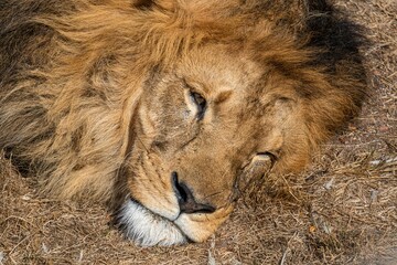 Closeup portrait of a lying head of a Barbary lion in the park