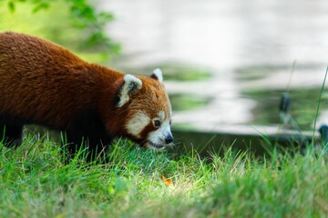 Red panda walking on grass in the park with sunlight with blur background