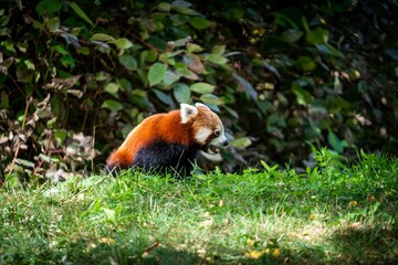 Red panda sitting on grass in the forest with sunlight