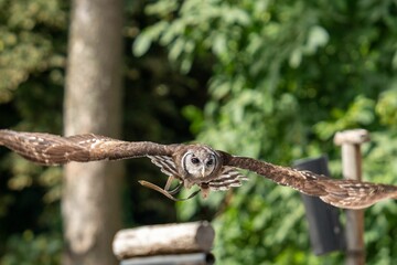 Shallow focus of a brown owl flying in the garden with blur background