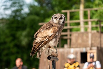 Shallow focus of a brown owl standing on wooden roll in the garden with blur background