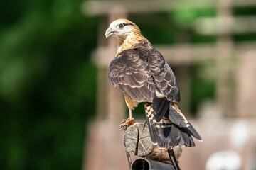 Shallow focus of a Yellow-headed caracara bird standing on roll wooden with blur background
