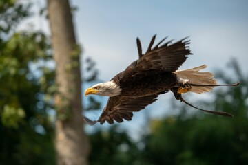 Bald eagle bird flying with blur sky and trees in the garden