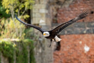 Bald eagle bird flying with blur stone brick wall in the garden