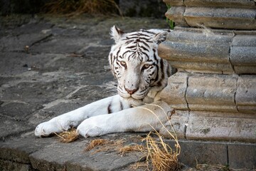 Bengal tiger lying on rocky floor with grunge stone column in the park looking at the camera